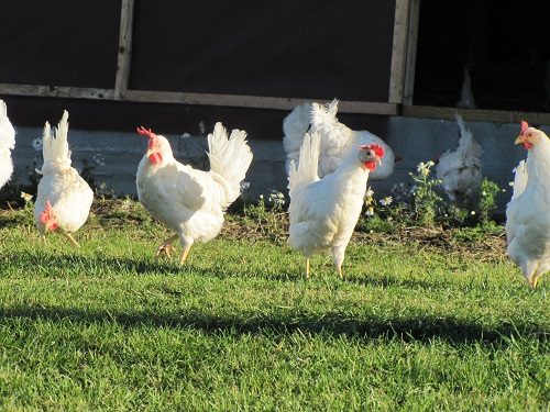 Ulkokanat eli Free Range saavat nimensä mukaisesti ulkoilla päivittäin. Raikas ruoho maistuu kanoille. 